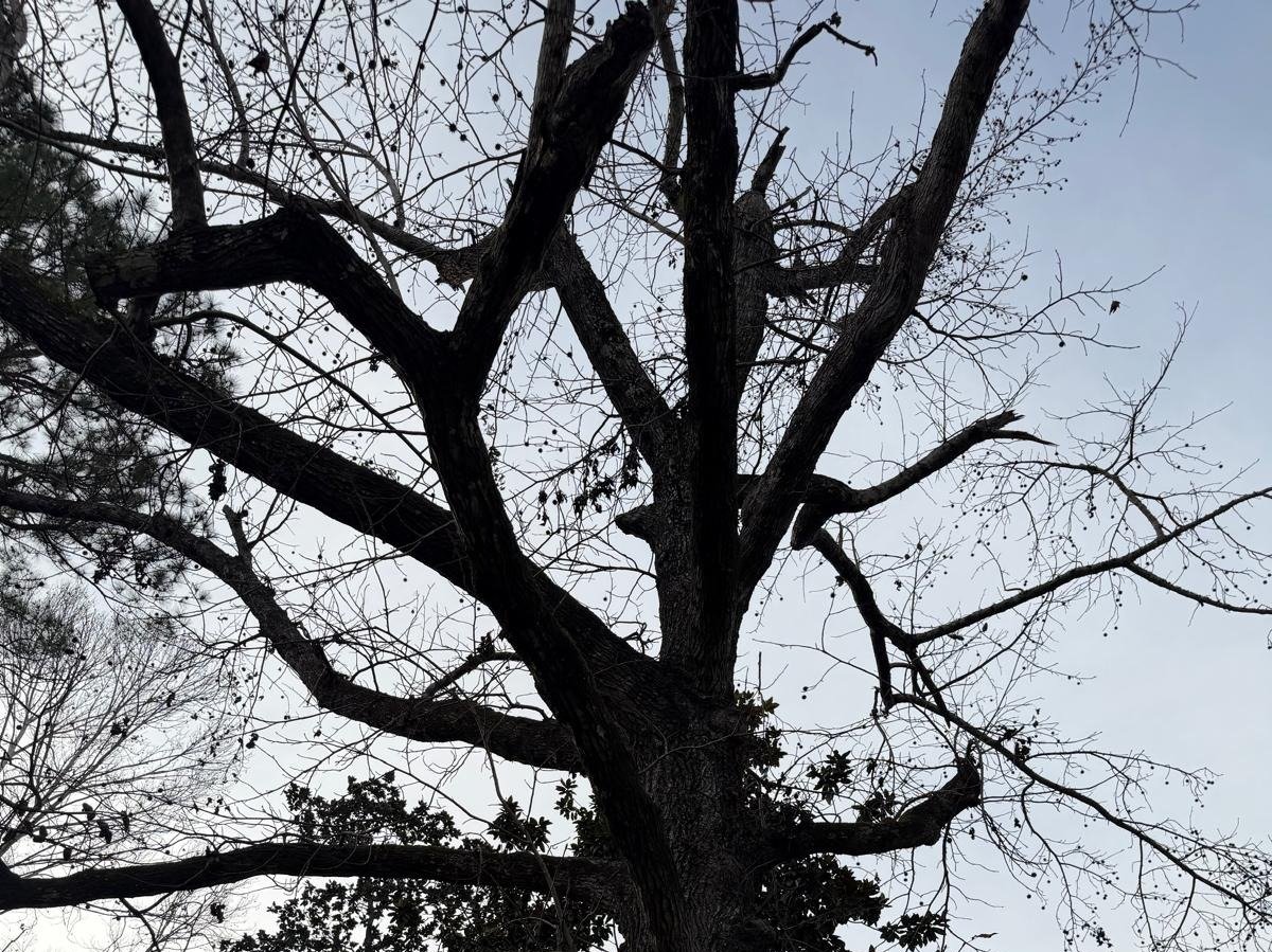 El Costeño Tree Service LLC